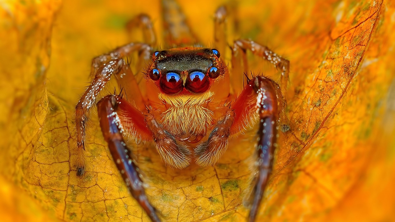 Spider On The Autumn Leaf