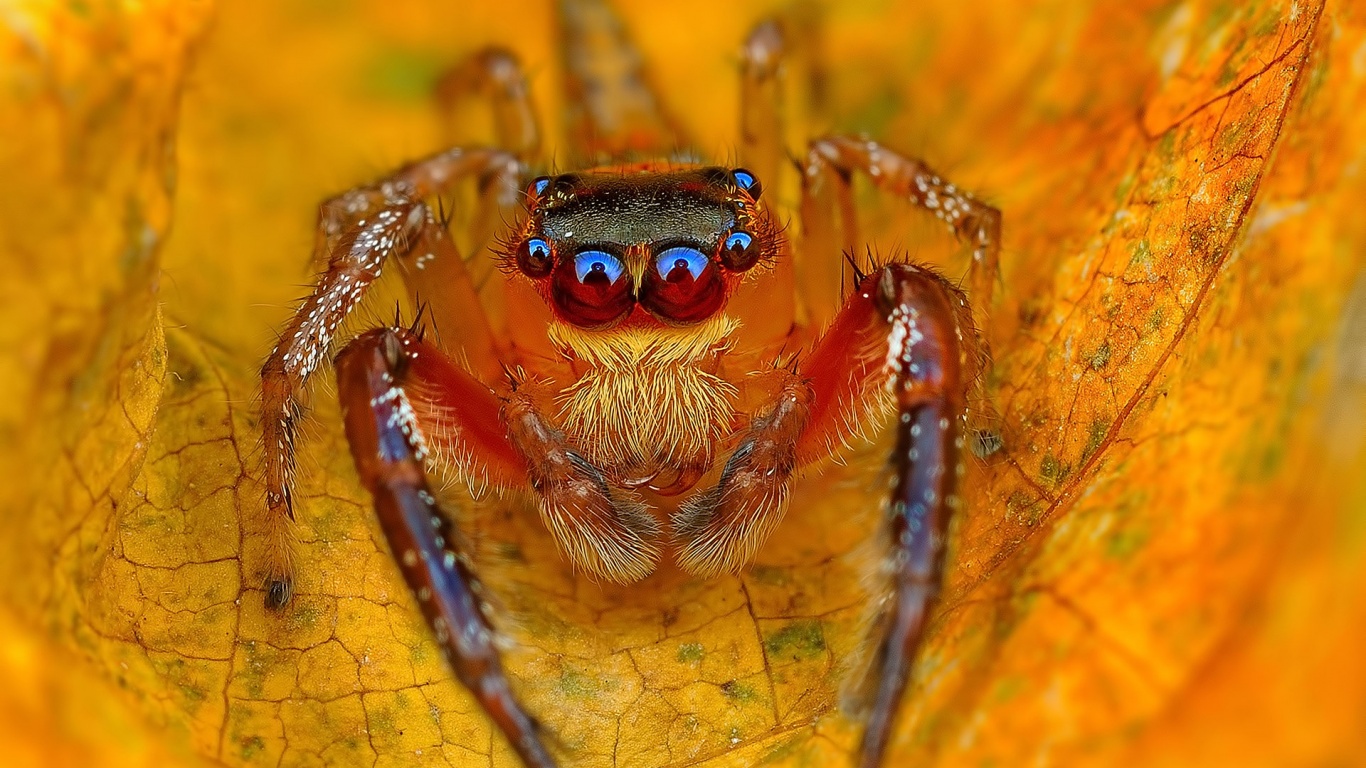 Spider On The Autumn Leaf