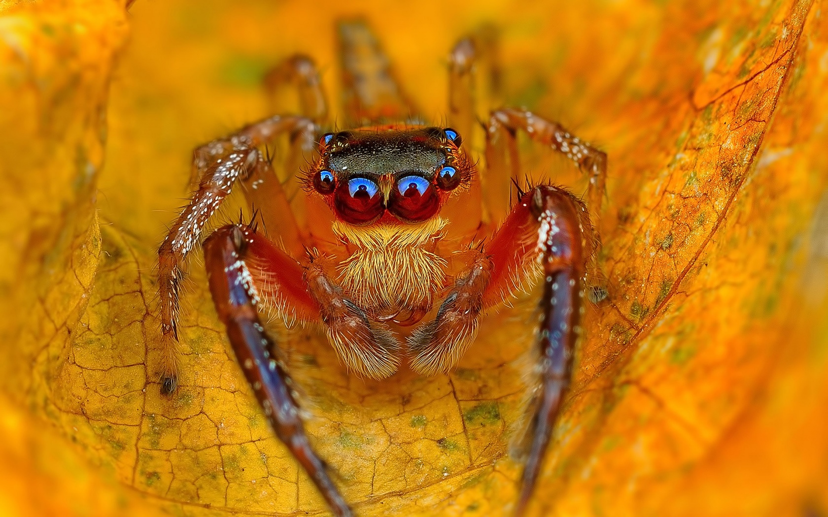 Spider On The Autumn Leaf