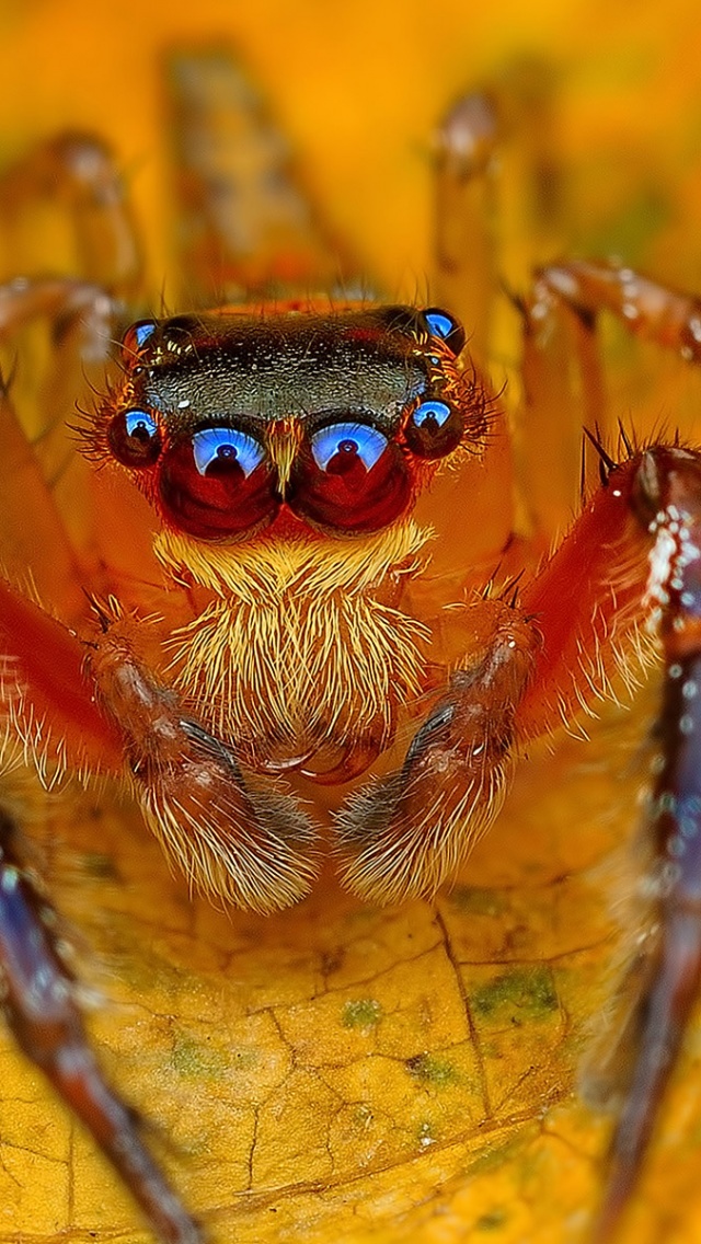 Spider On The Autumn Leaf