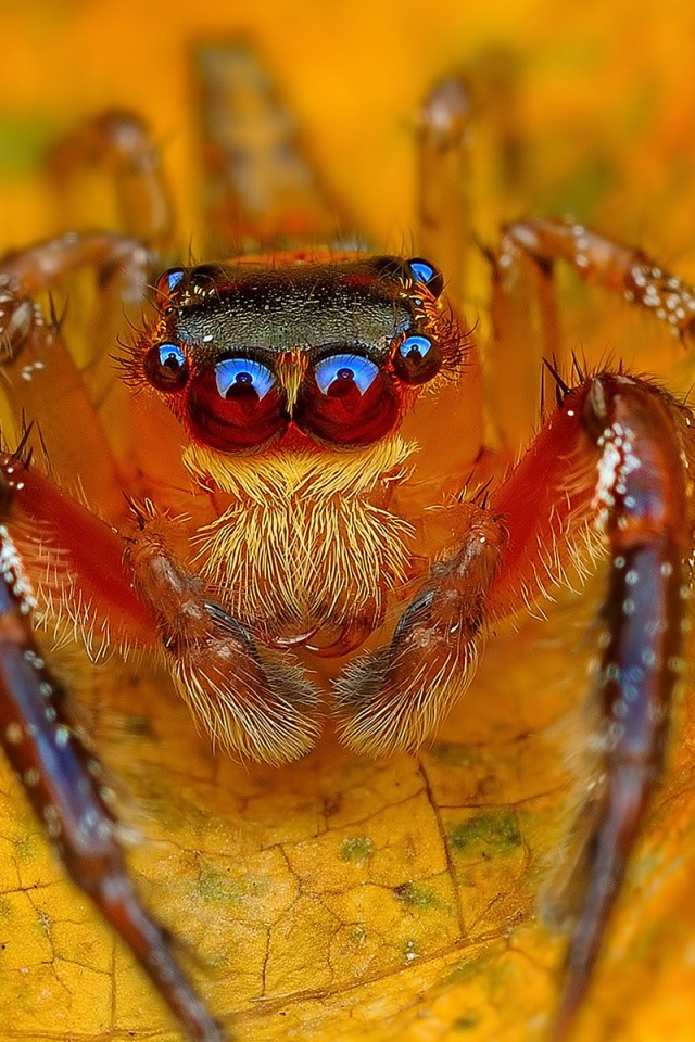 Spider On The Autumn Leaf