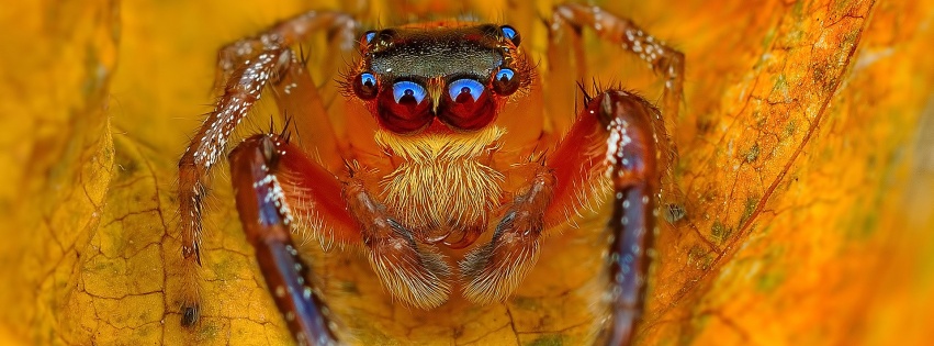 Spider On The Autumn Leaf