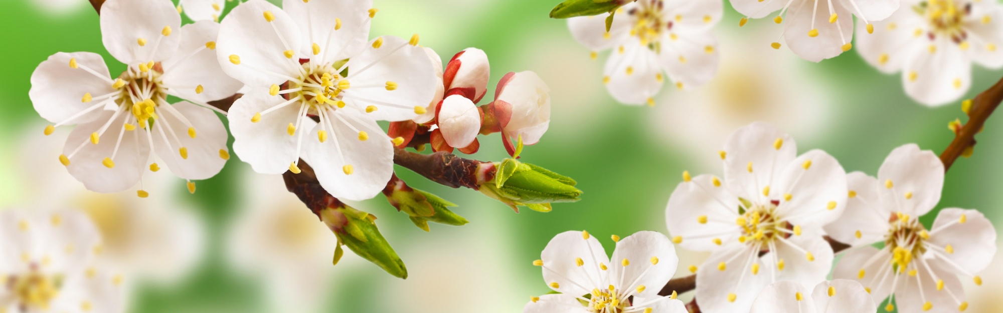 Spring Apple Blossom