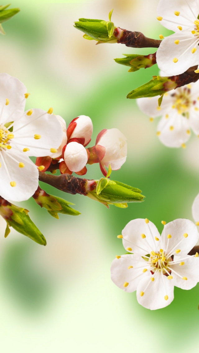 Spring Apple Blossom