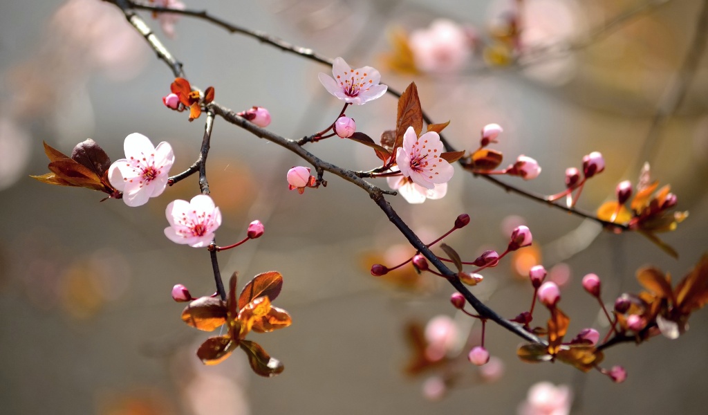 Spring Blossoms Depth Of Field Trees