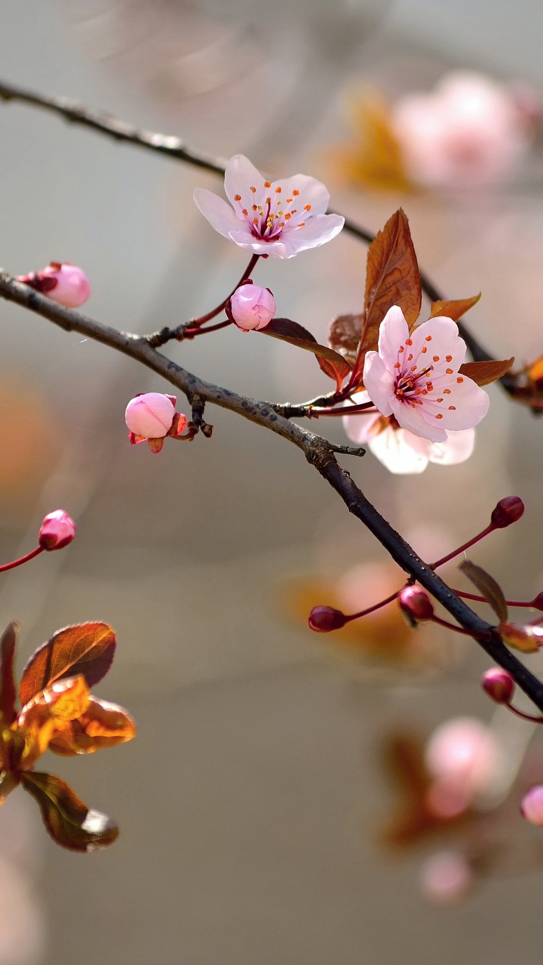 Spring Blossoms Depth Of Field Trees