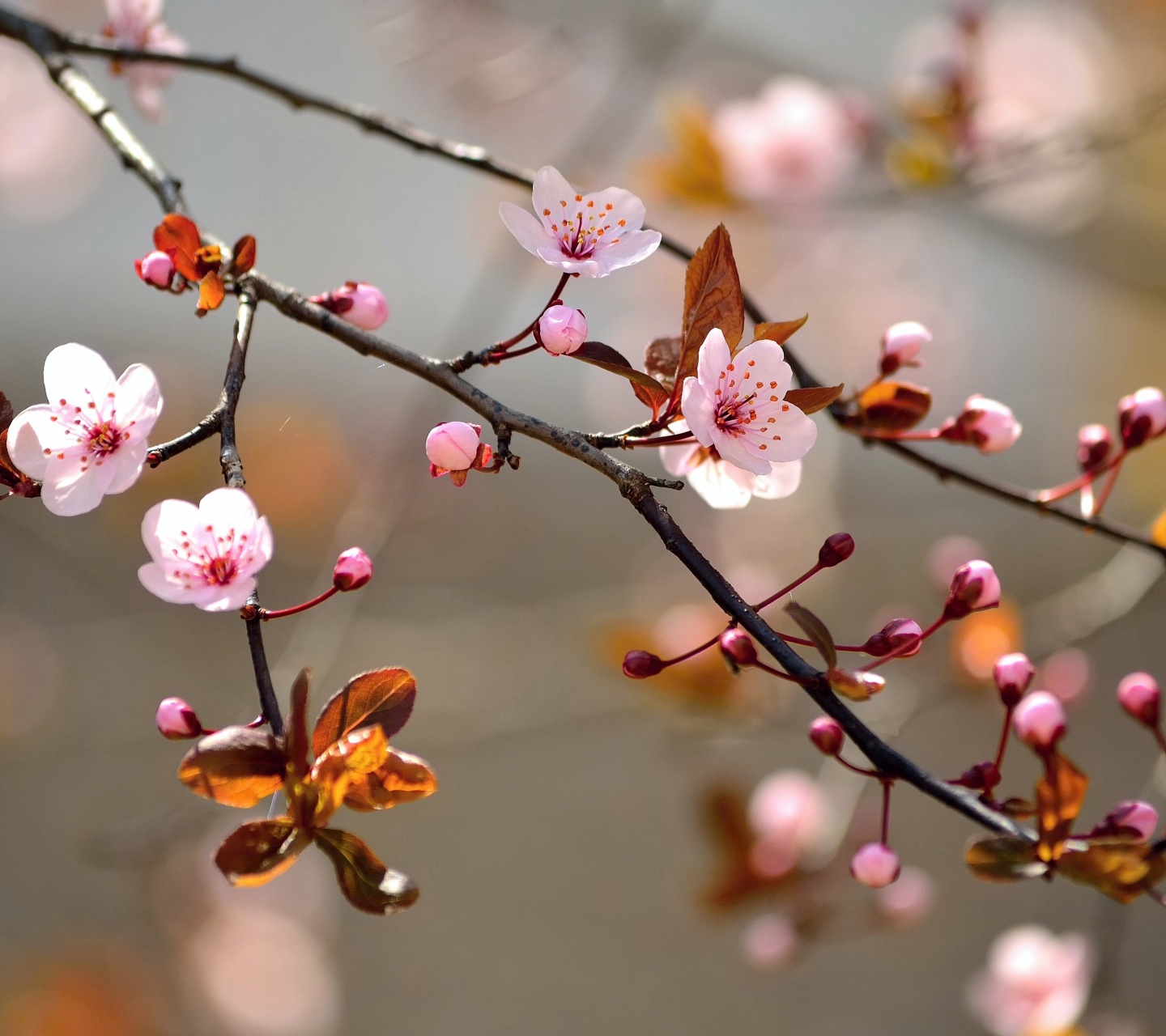 Spring Blossoms Depth Of Field Trees