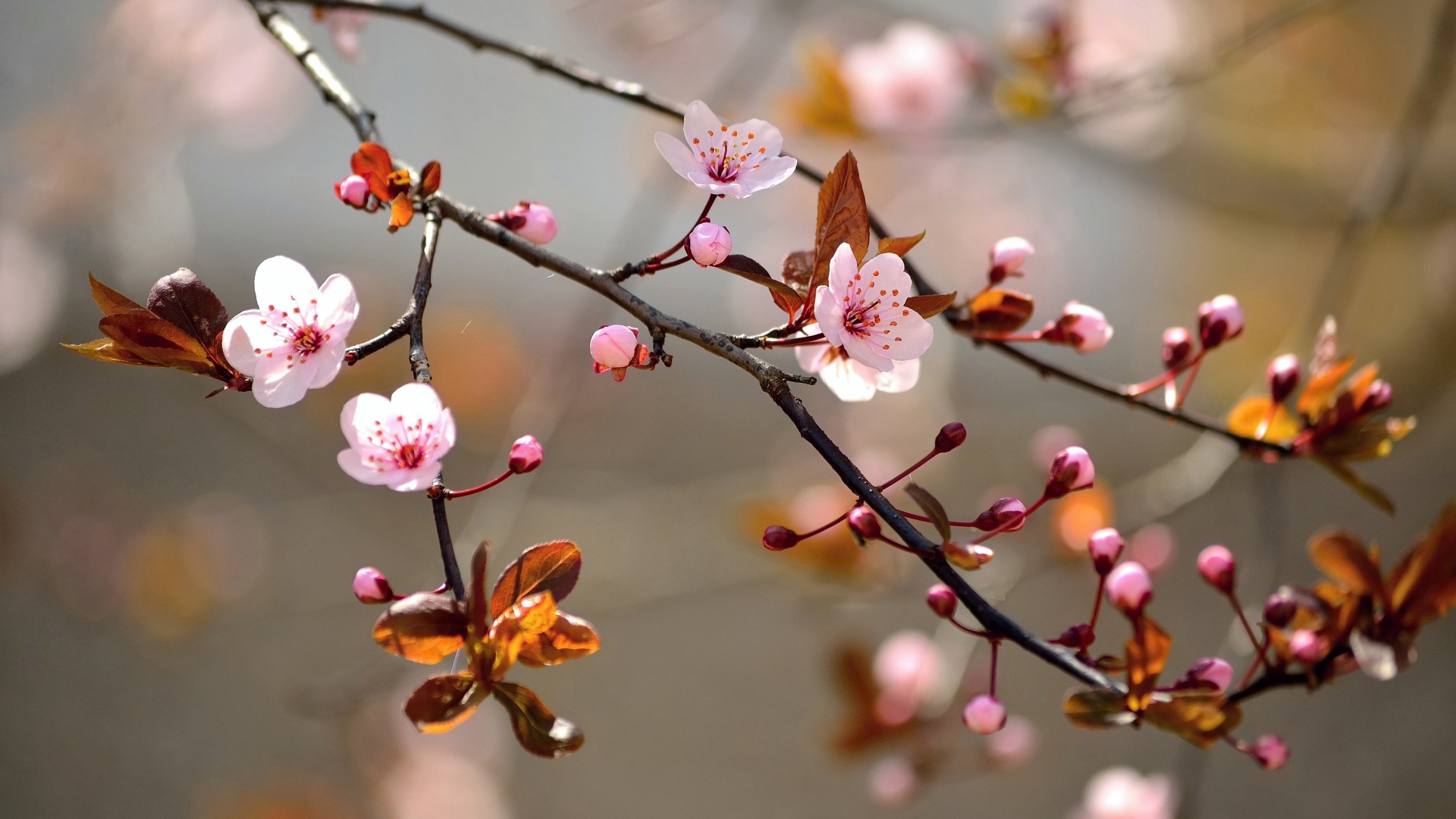 Spring Blossoms Depth Of Field Trees