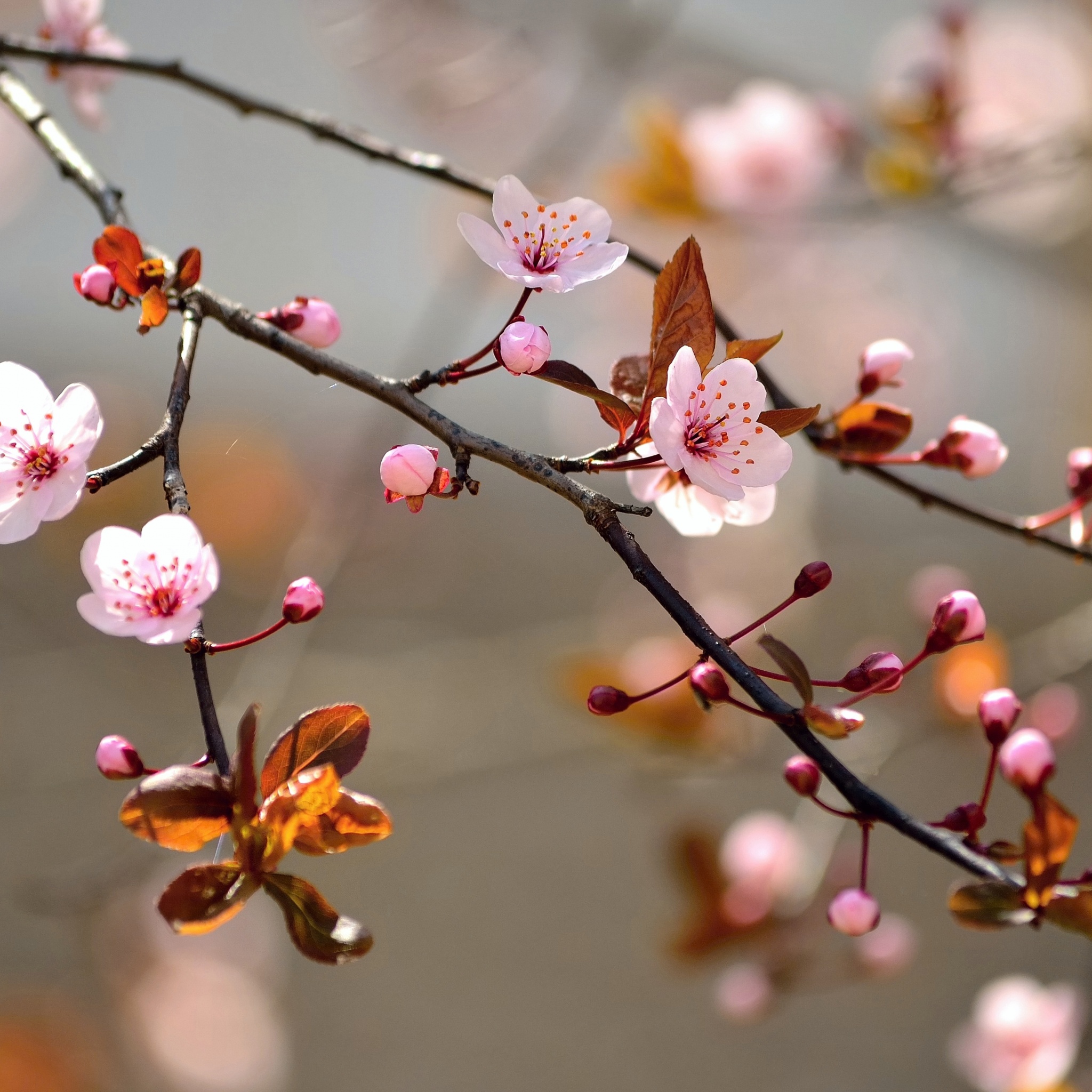 Spring Blossoms Depth Of Field Trees