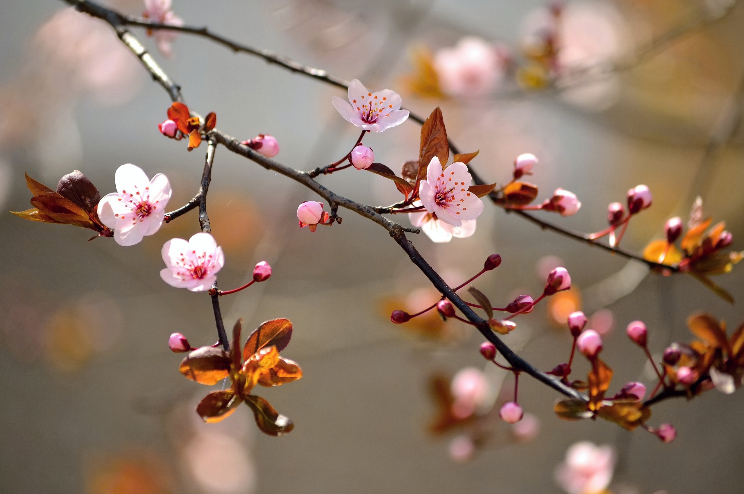 Spring Blossoms Depth Of Field Trees