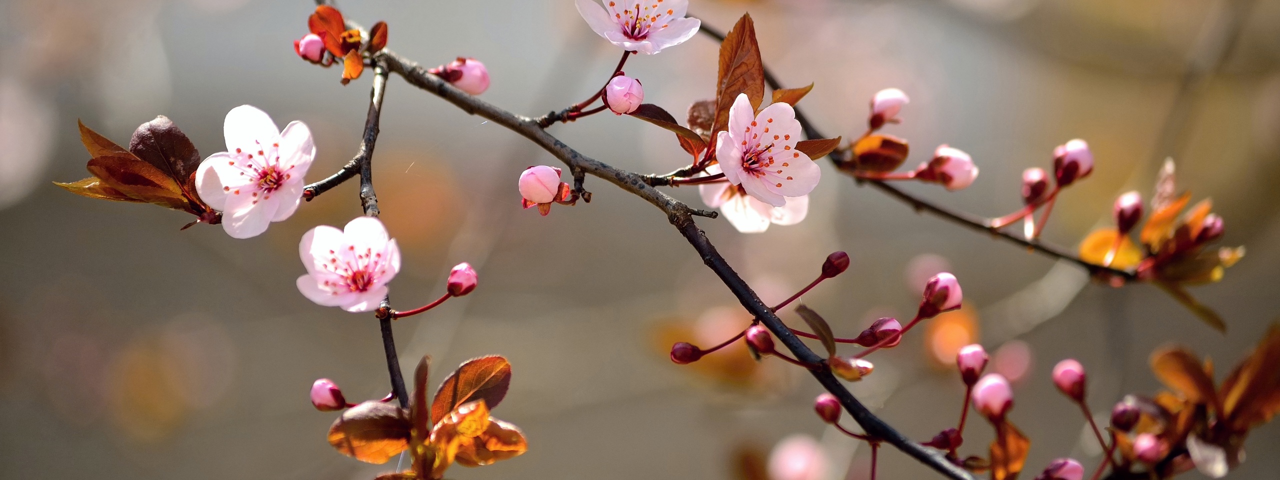 Spring Blossoms Depth Of Field Trees