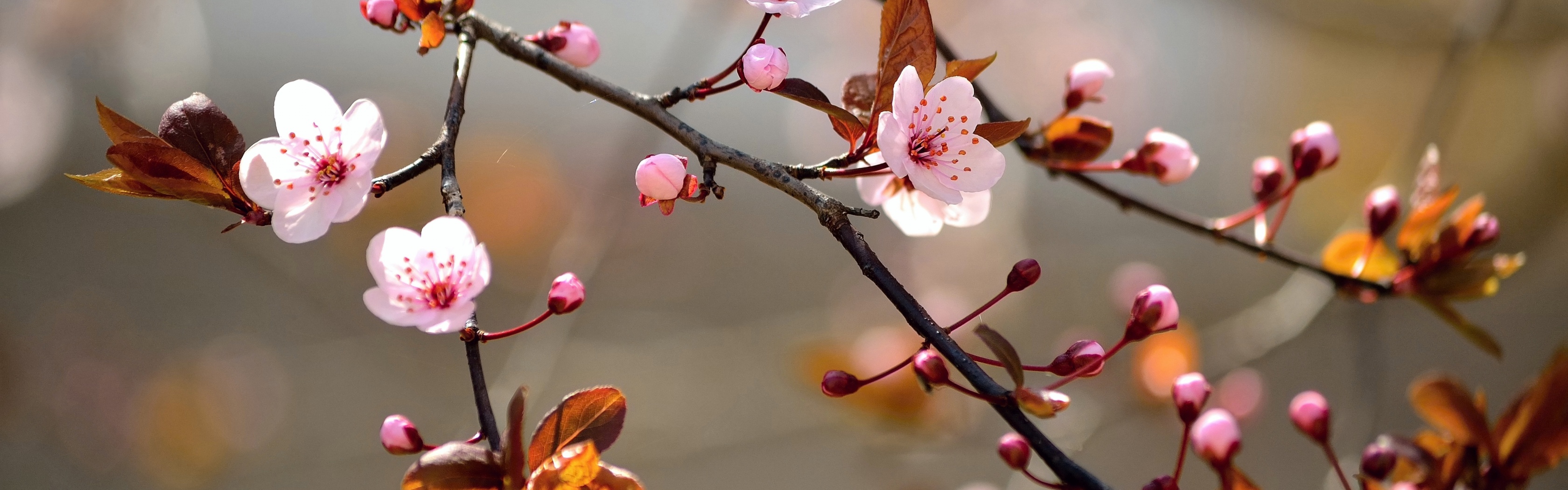 Spring Blossoms Depth Of Field Trees