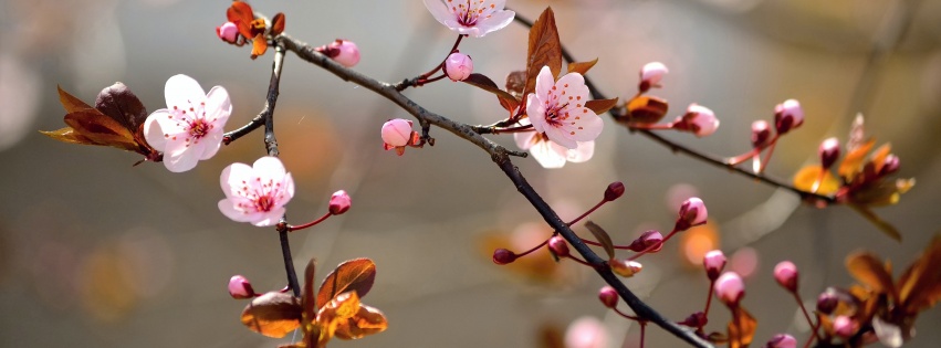 Spring Blossoms Depth Of Field Trees