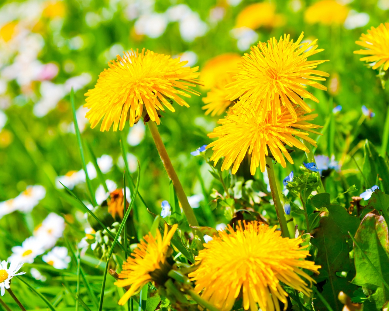 Spring Meadow And Yellow Dandelions