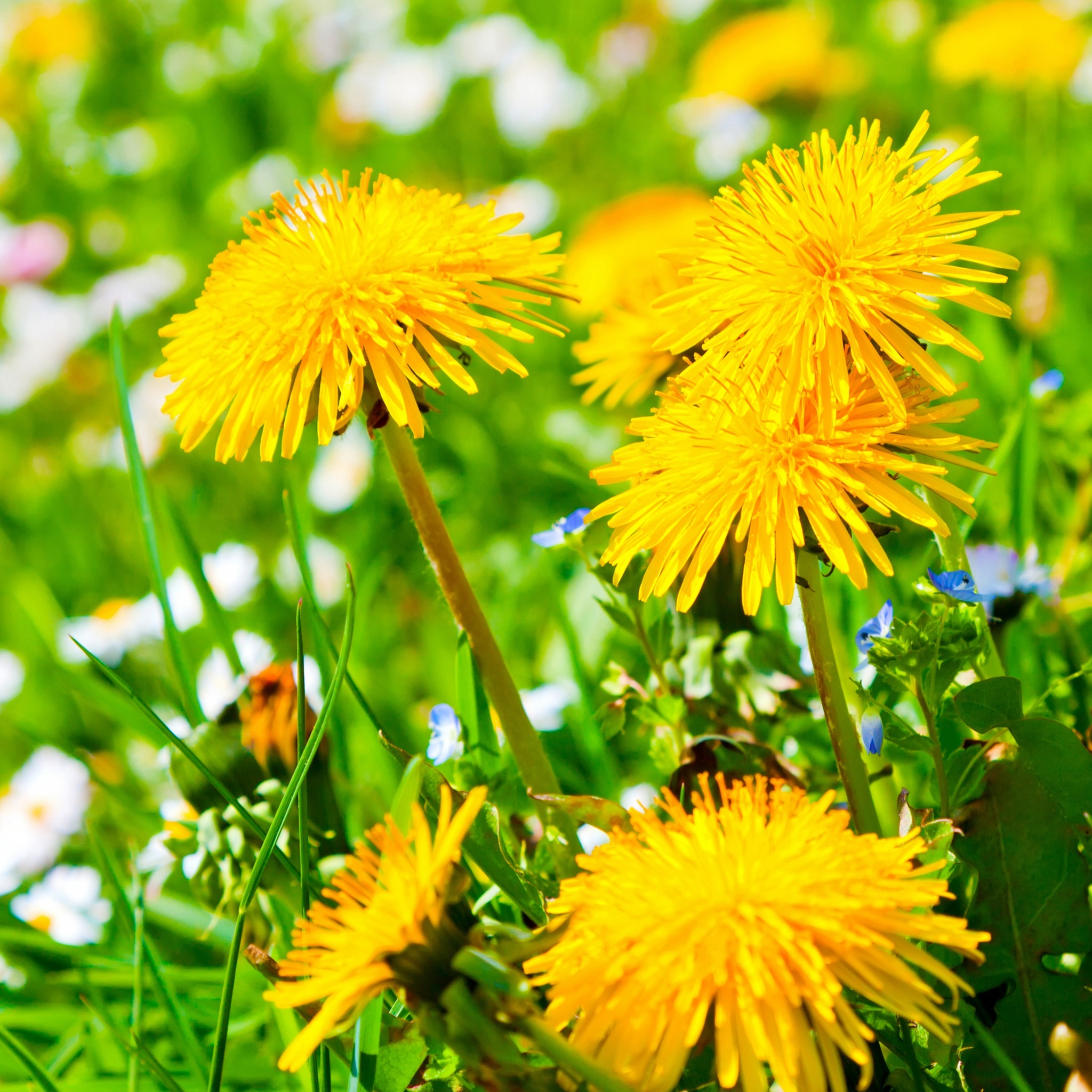 Spring Meadow And Yellow Dandelions