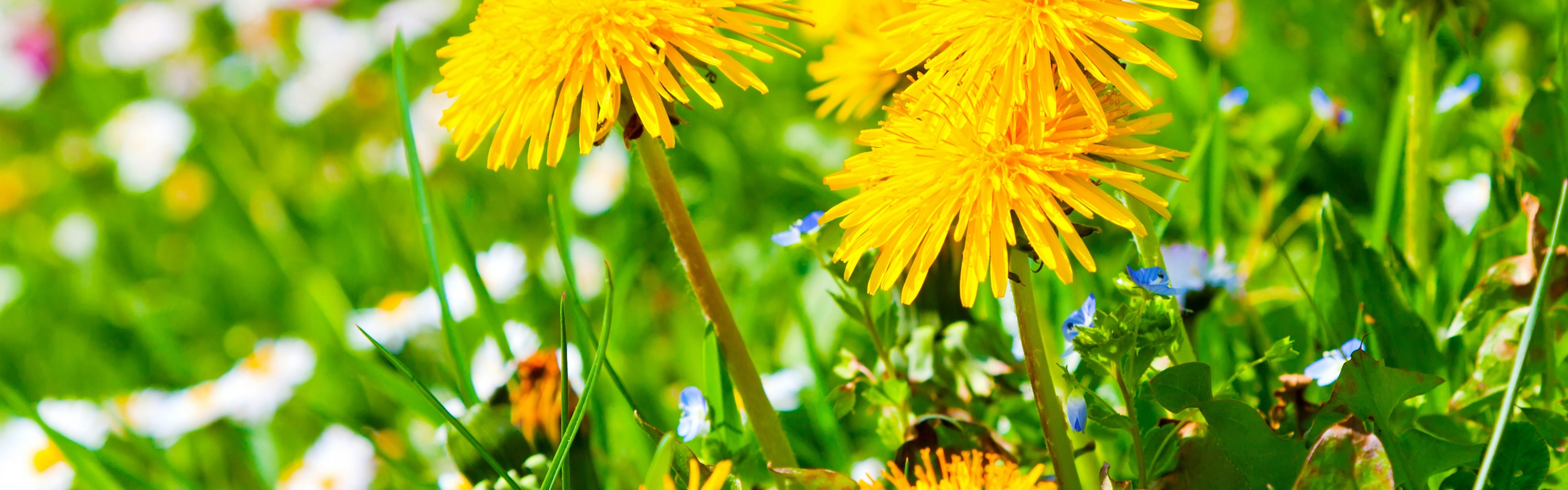 Spring Meadow And Yellow Dandelions