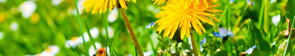 Spring Meadow And Yellow Dandelions