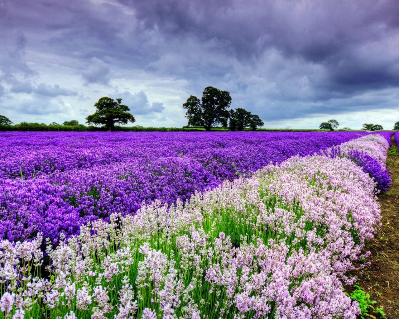 Spring Purple And White Flowers