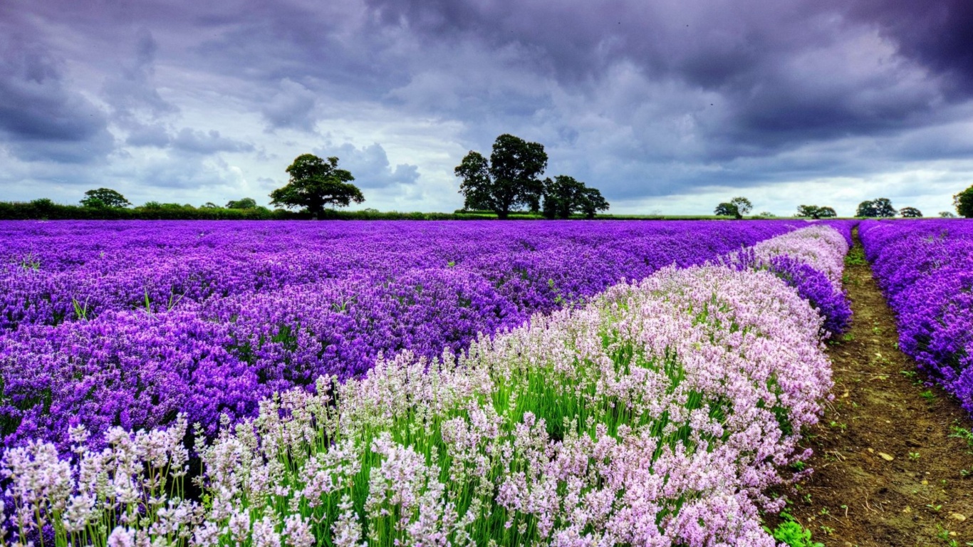 Spring Purple And White Flowers