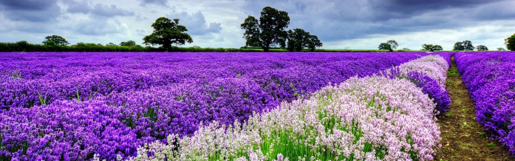 Spring Purple And White Flowers