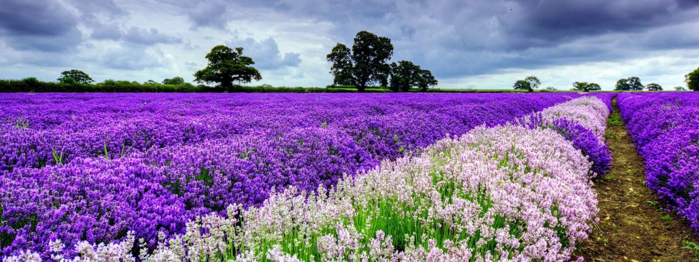 Spring Purple And White Flowers