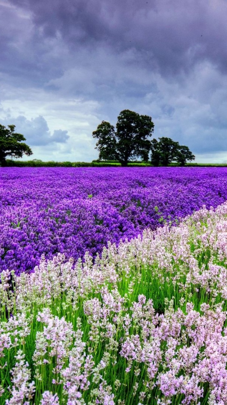 Spring Purple And White Flowers