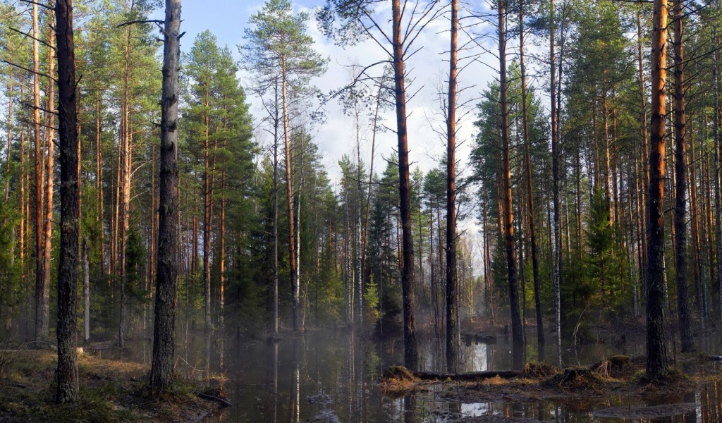 Spring Trees Forest Beautiful Nature Landscapes