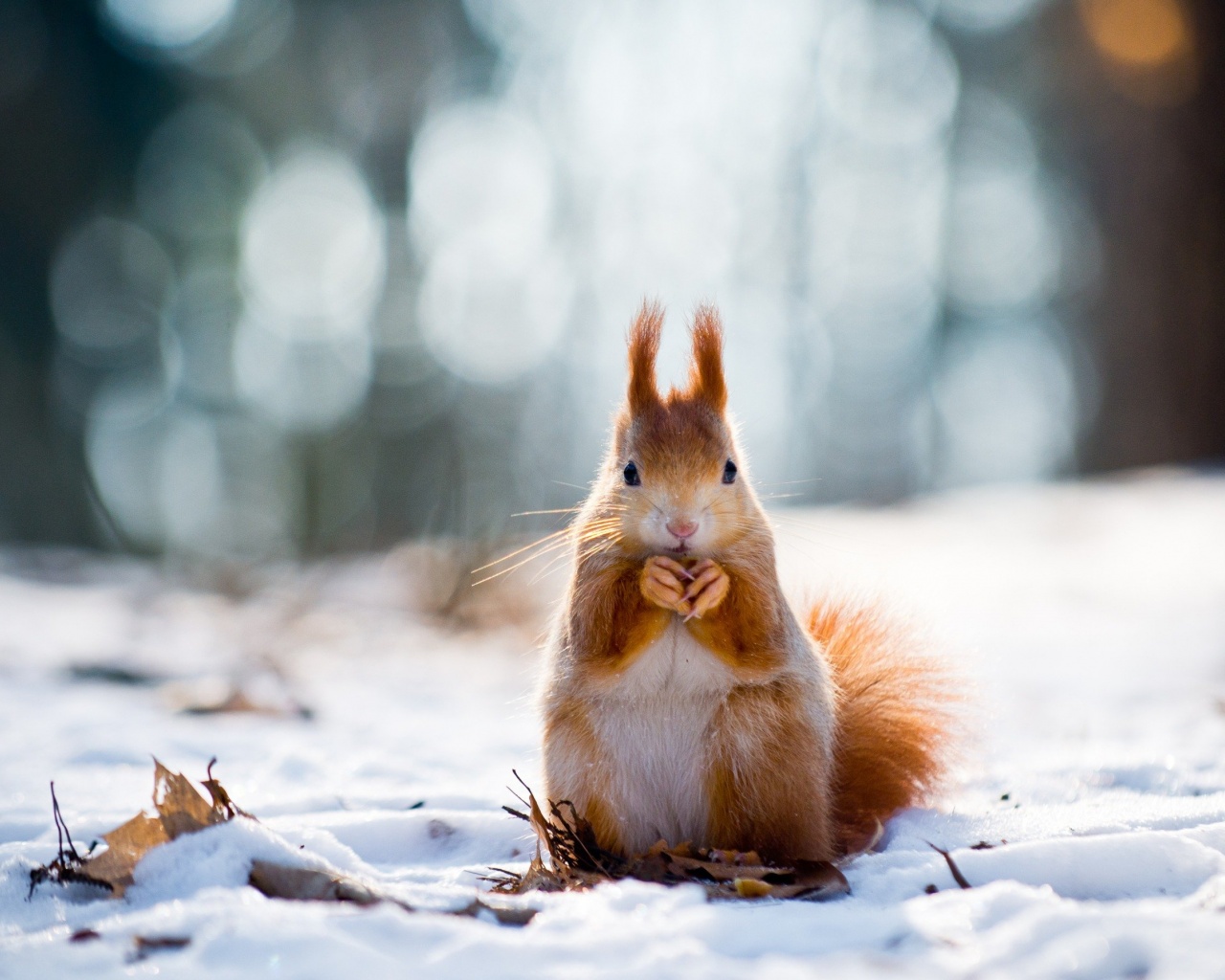 Squirrel And Winter