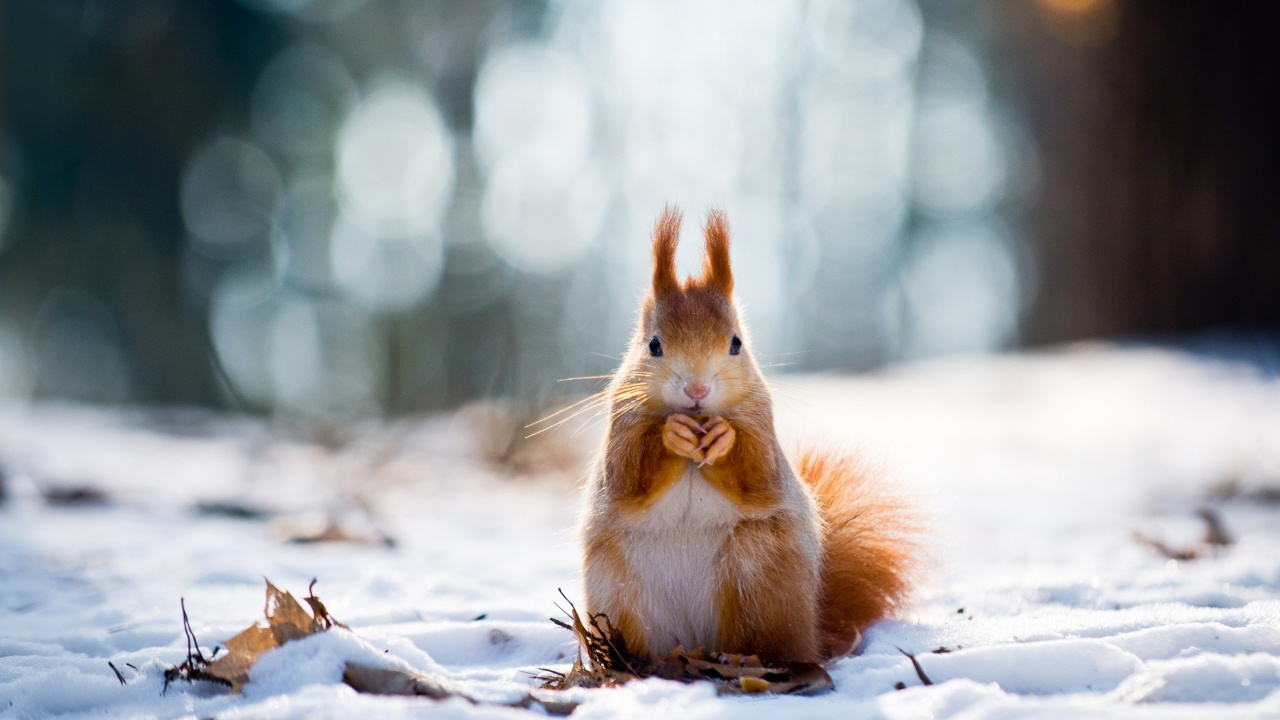 Squirrel And Winter