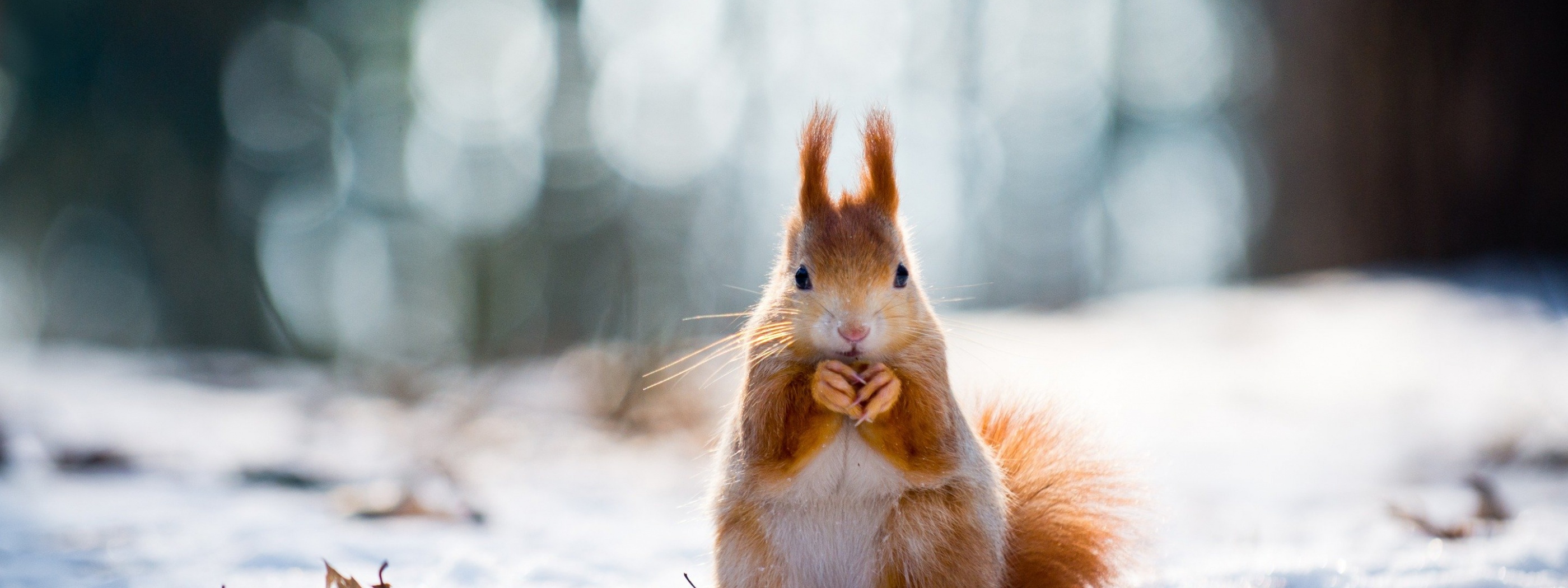 Squirrel And Winter