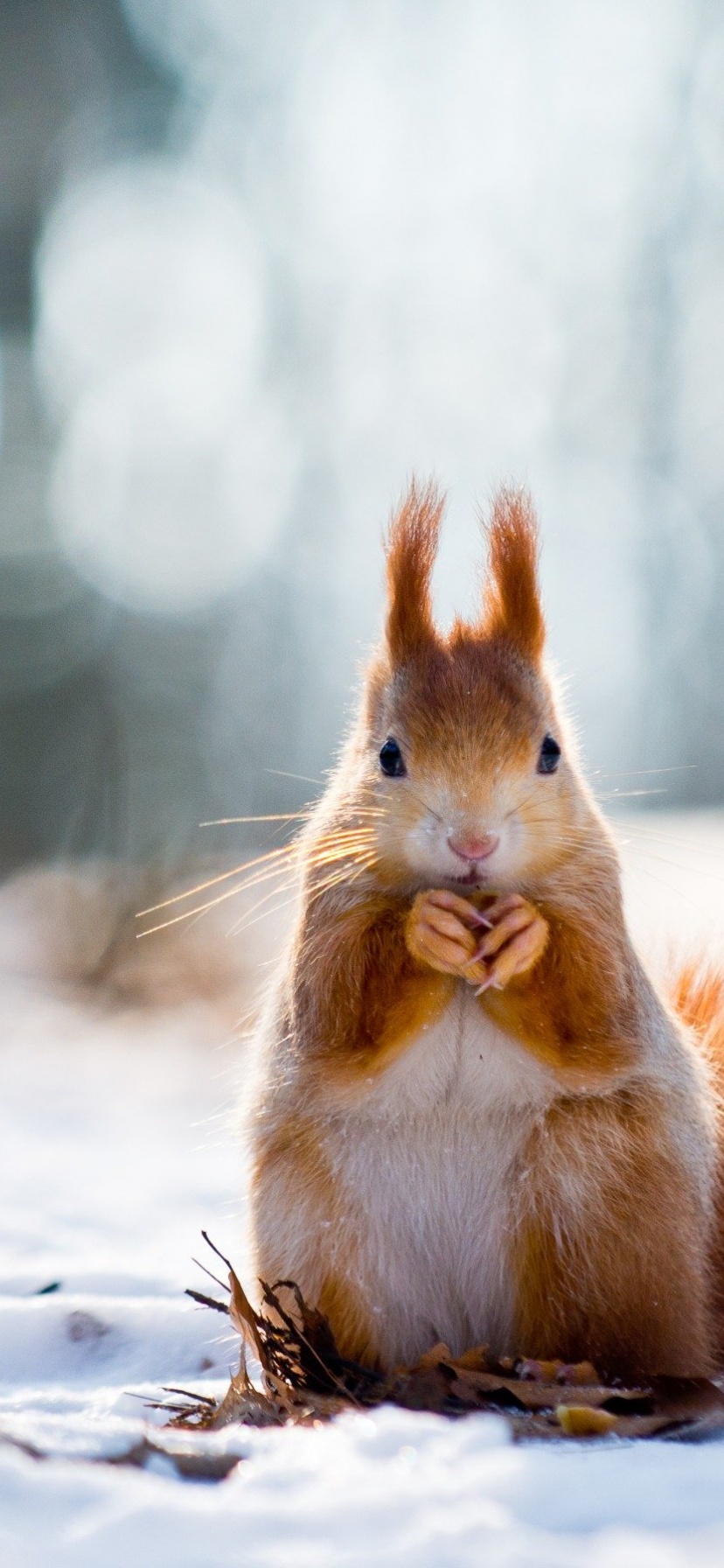 Squirrel And Winter