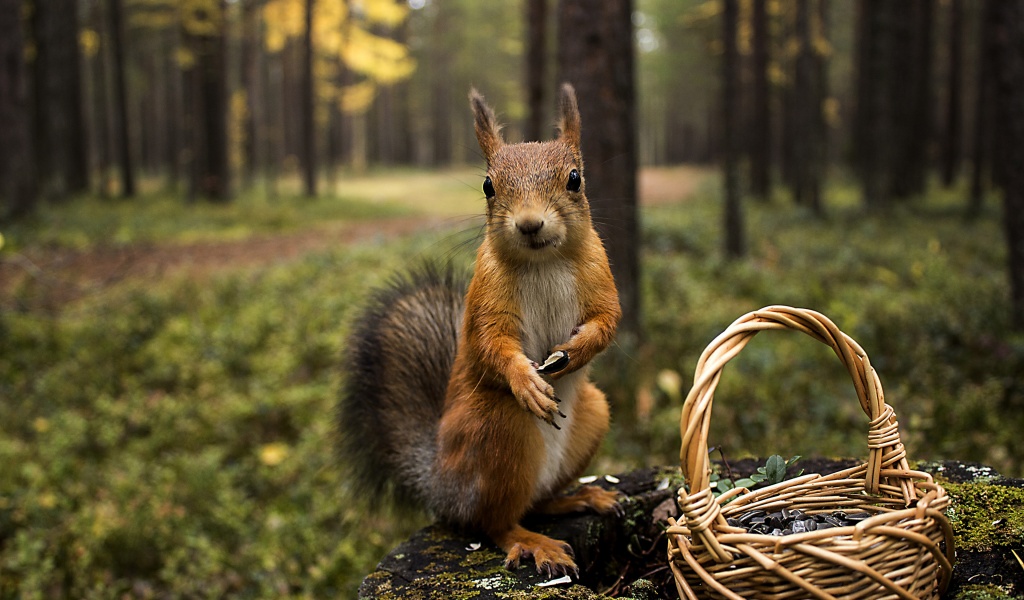 Squirrel Forest Basket Close Up