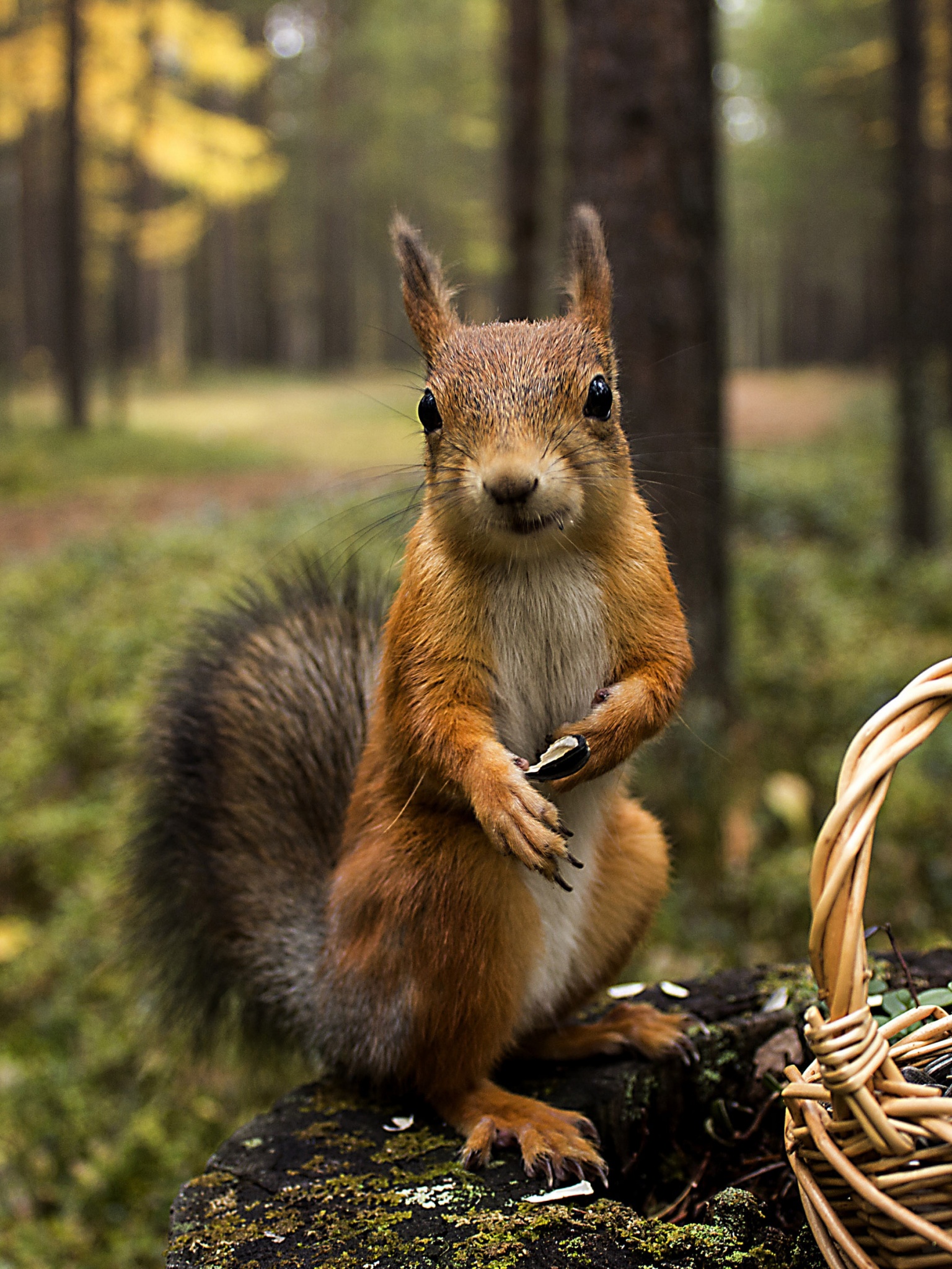 Squirrel Forest Basket Close Up