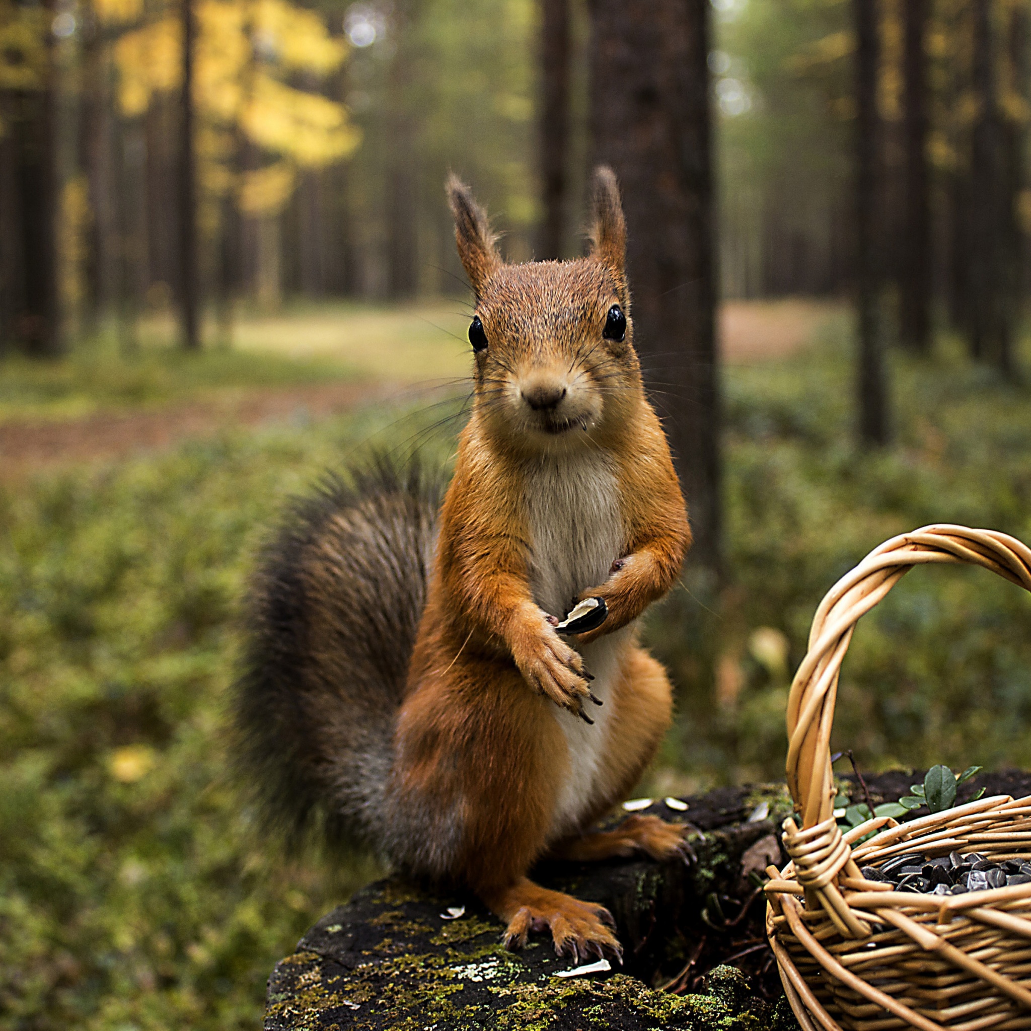 Squirrel Forest Basket Close Up