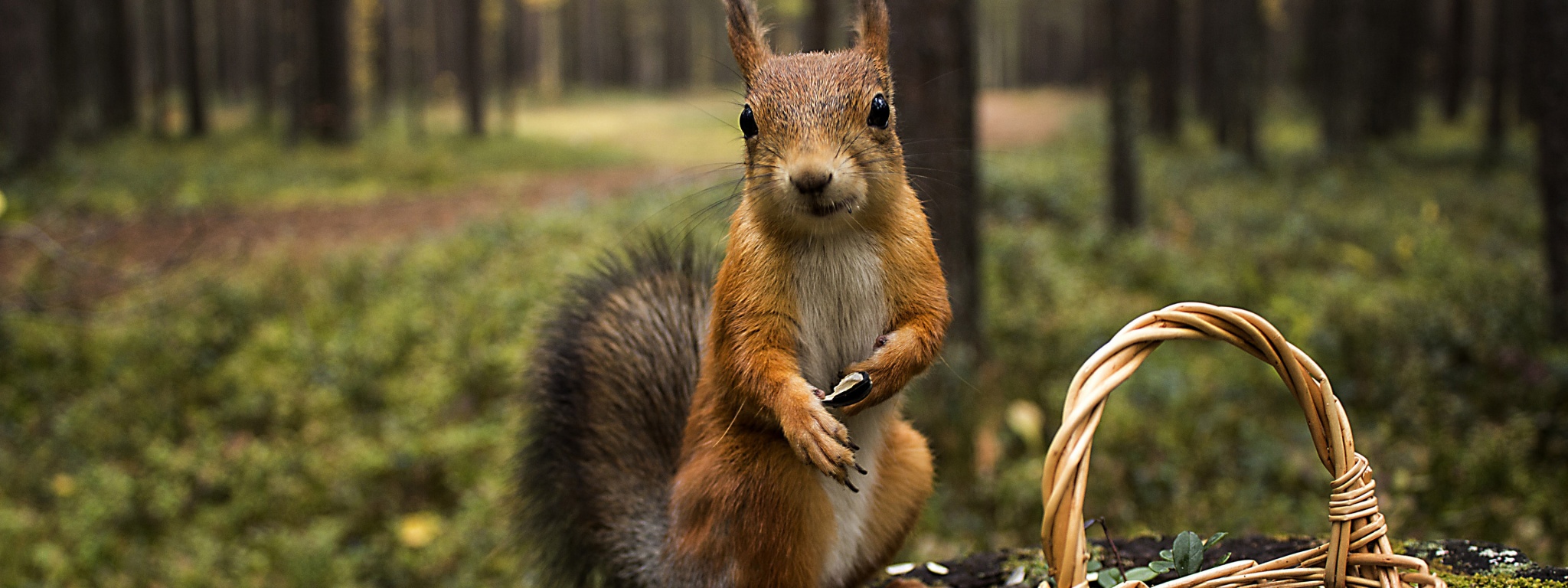 Squirrel Forest Basket Close Up