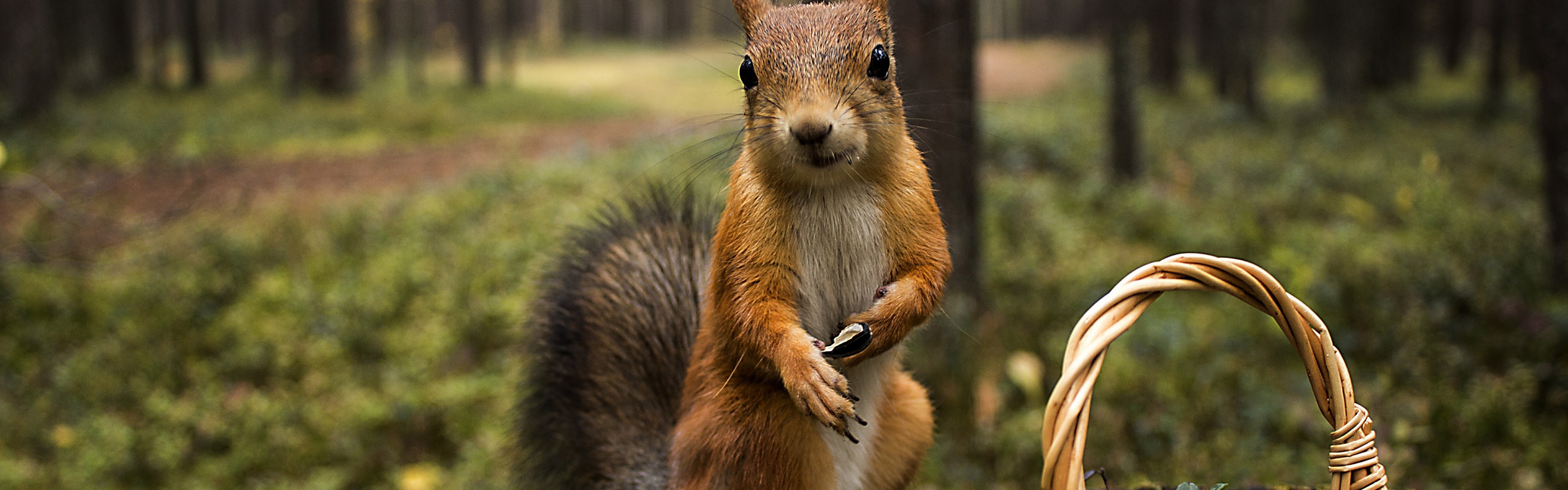 Squirrel Forest Basket Close Up