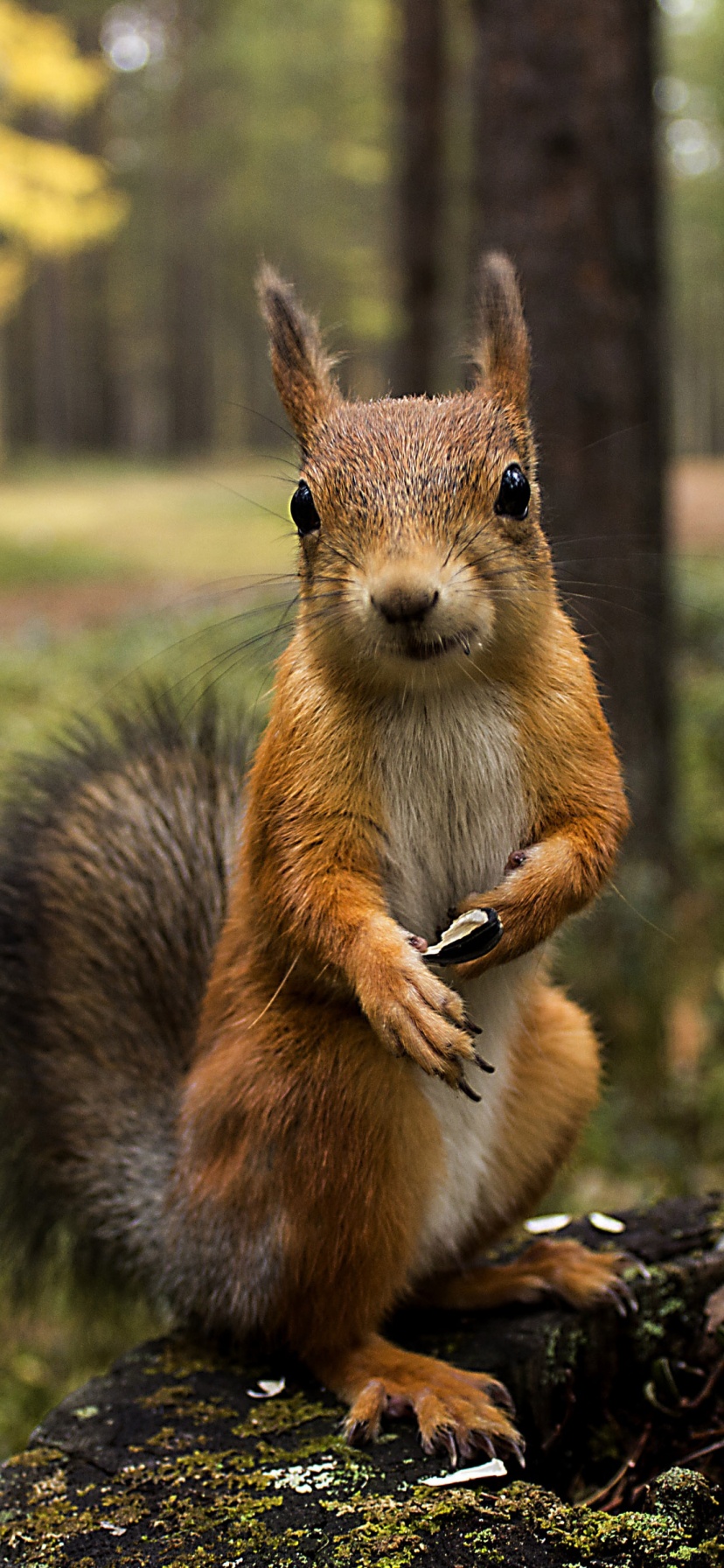 Squirrel Forest Basket Close Up