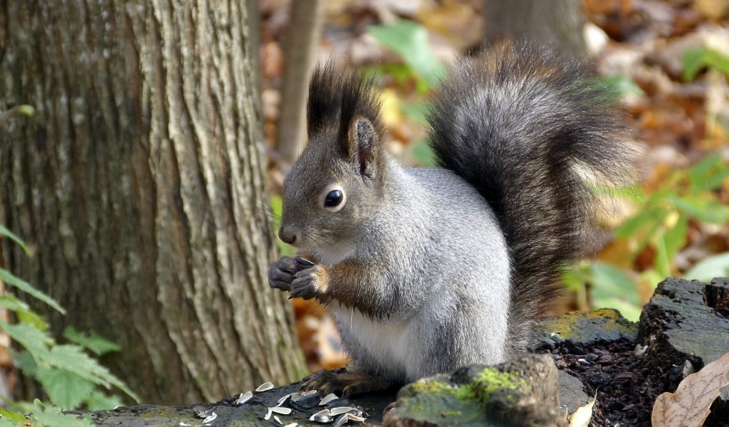 Squirrel Leaf Tree Autumn