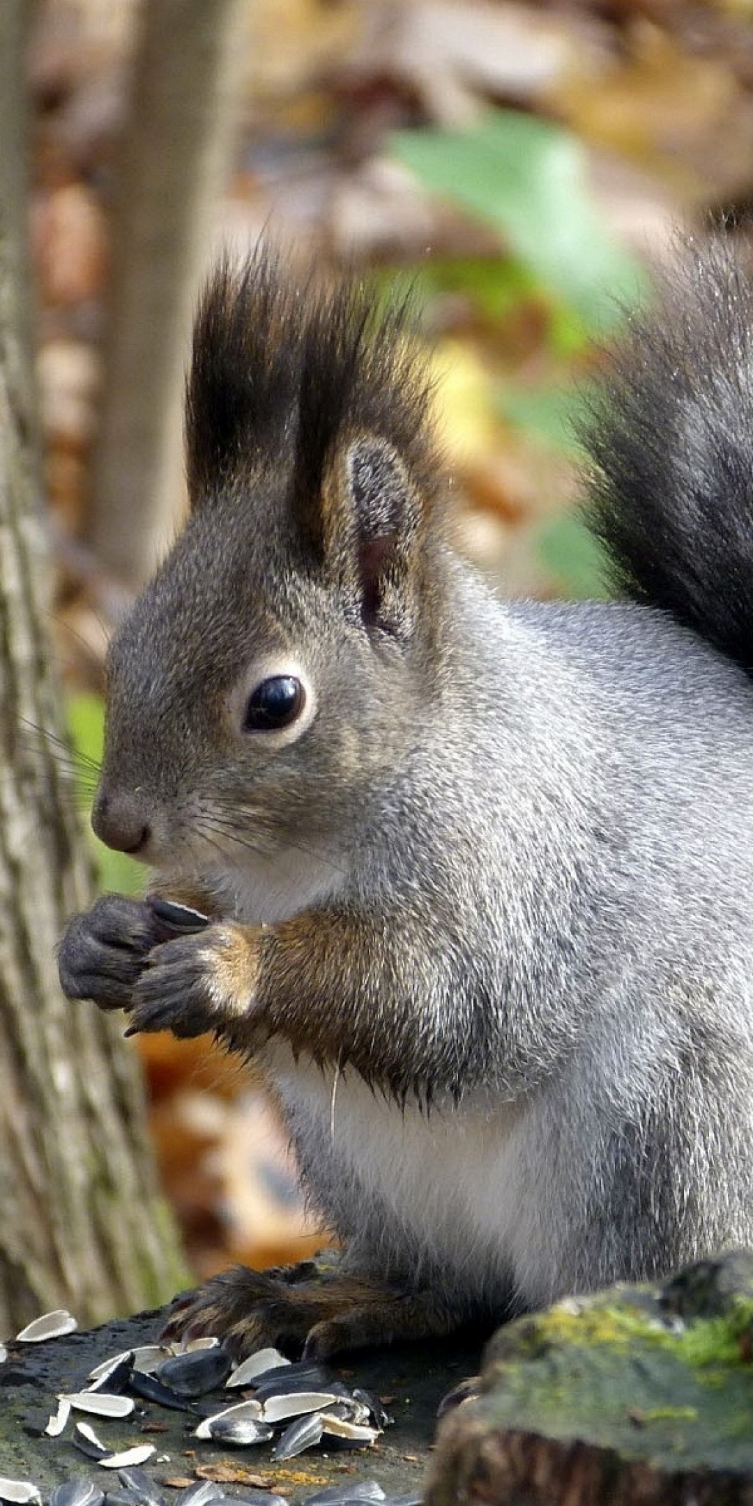 Squirrel Leaf Tree Autumn