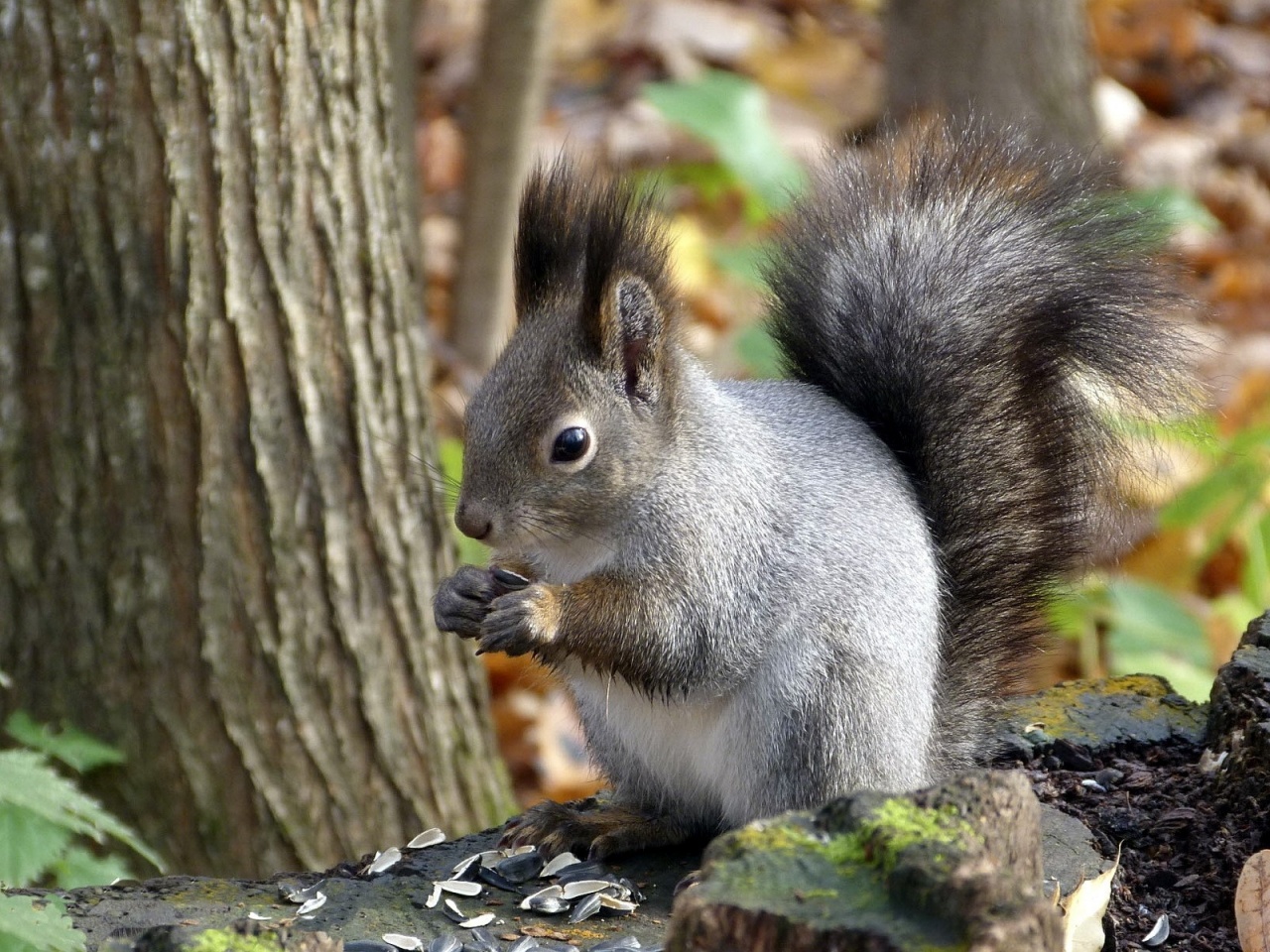 Squirrel Leaf Tree Autumn