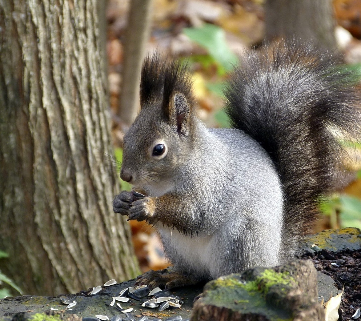 Squirrel Leaf Tree Autumn