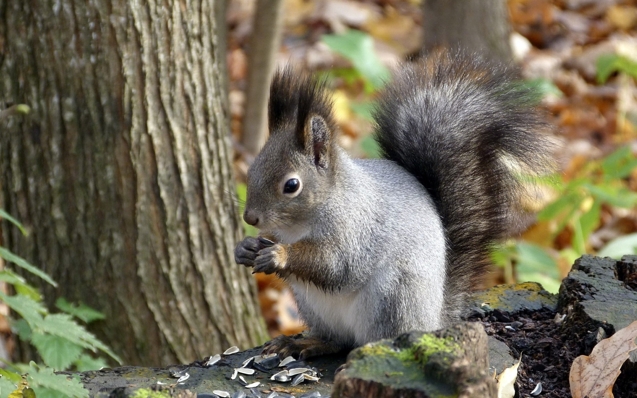 Squirrel Leaf Tree Autumn