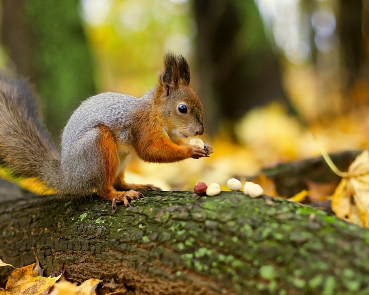 Squirrel Nuts Autumn