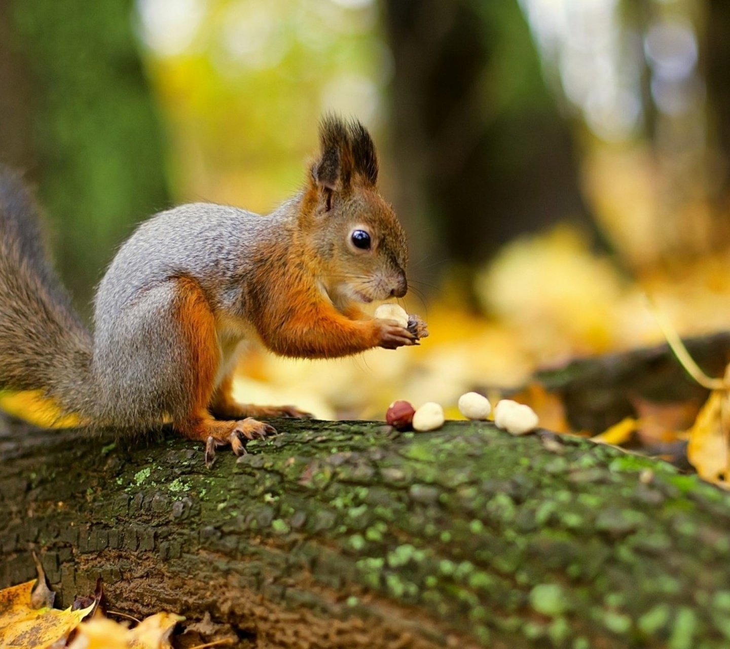 Squirrel Nuts Autumn