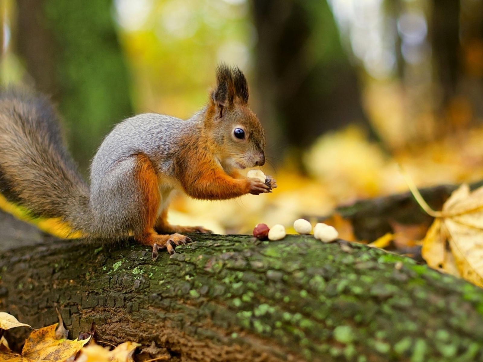 Squirrel Nuts Autumn