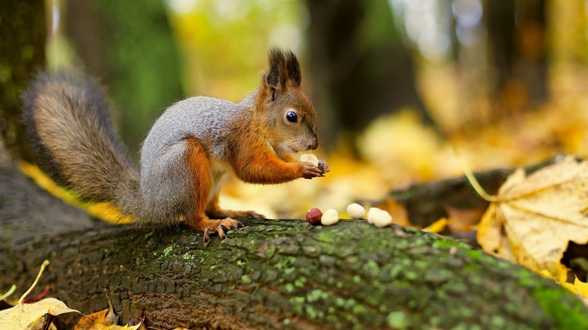 Squirrel Nuts Autumn