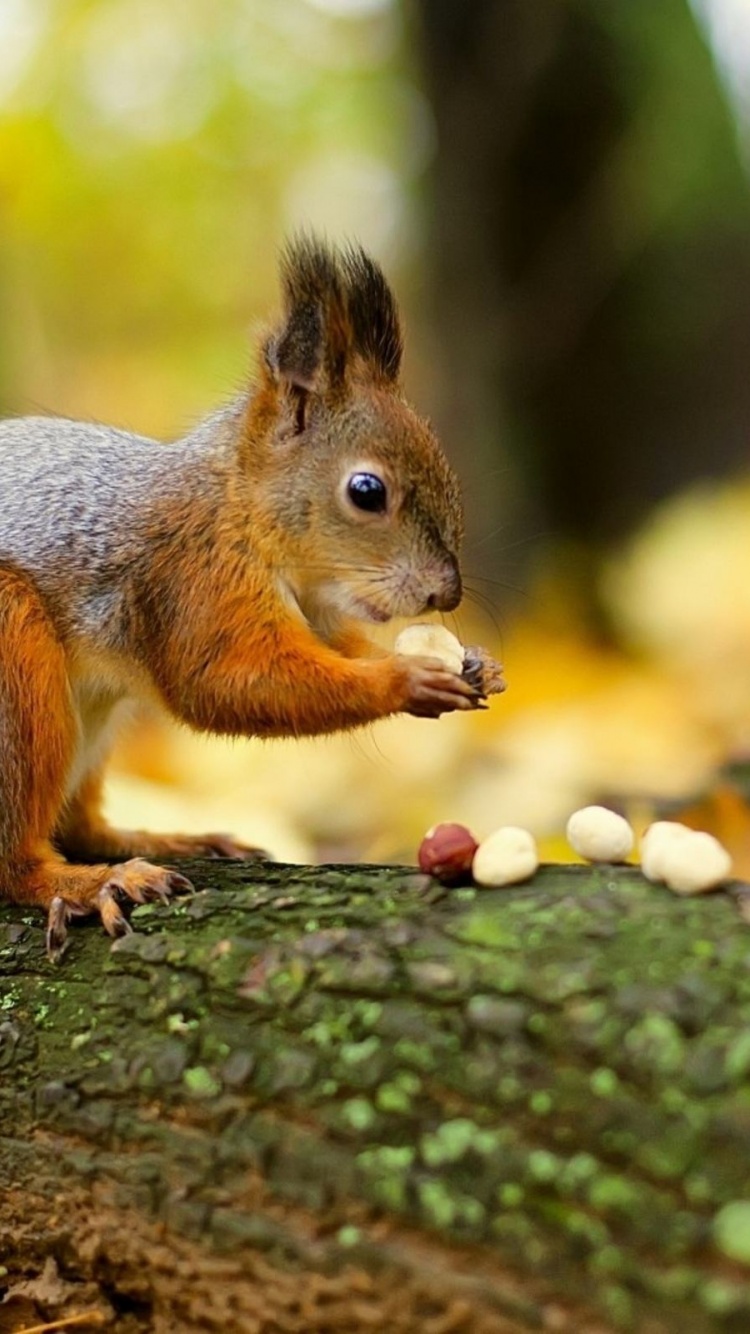 Squirrel Nuts Autumn