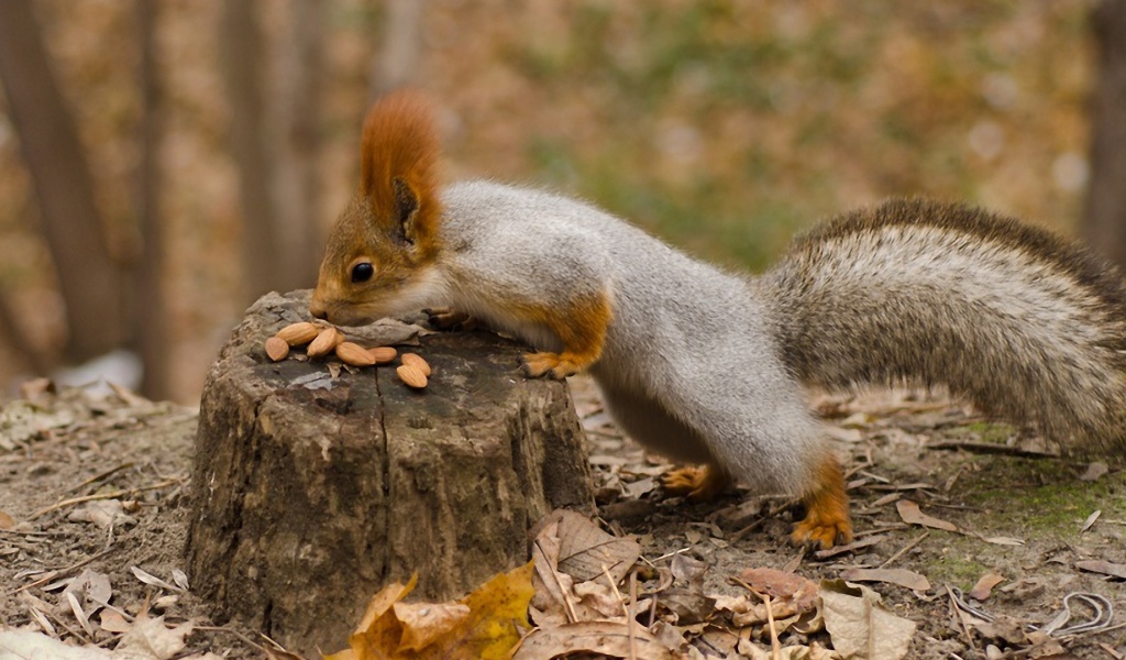 Squirrel Nuts Autumn Stump