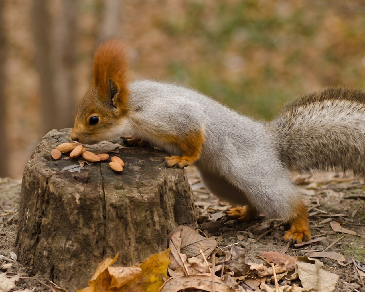 Squirrel Nuts Autumn Stump