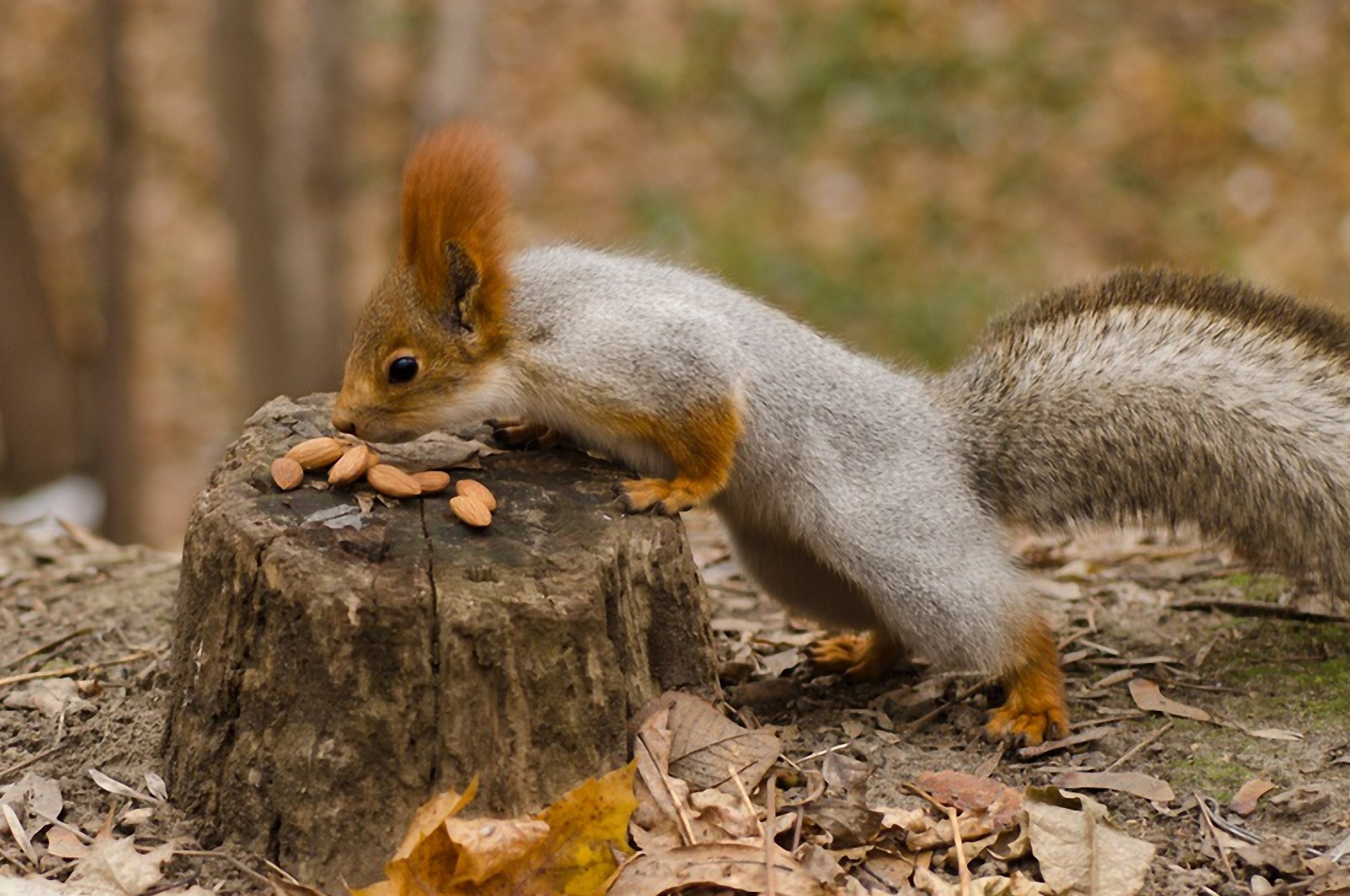 Squirrel Nuts Autumn Stump